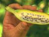 Простая хитрость, как освежить почерневший банан Можно ли есть почерневшие